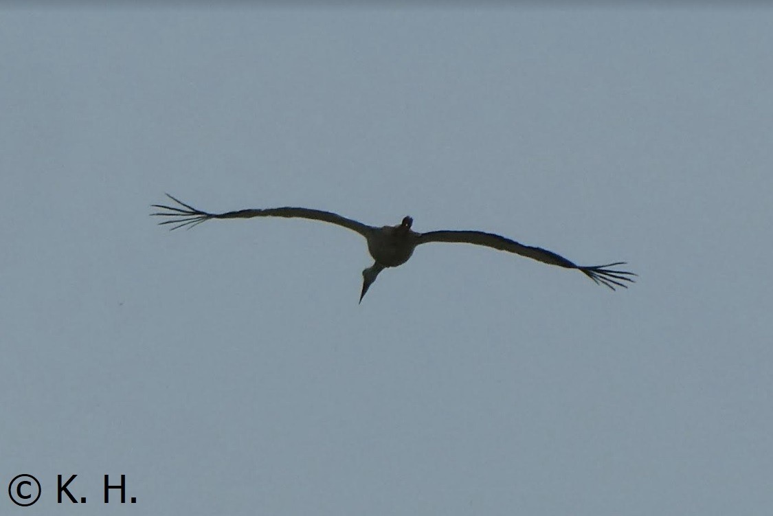 White Stork - ML618907954