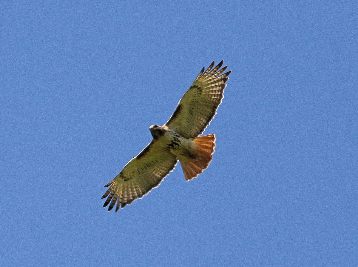 Red-tailed Hawk - John  Cameron