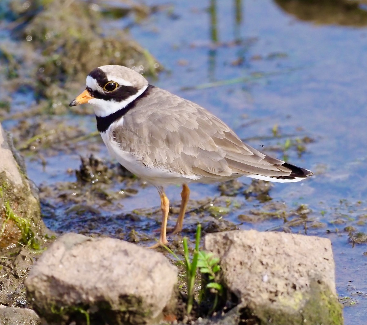 Common Ringed Plover - ML618908059