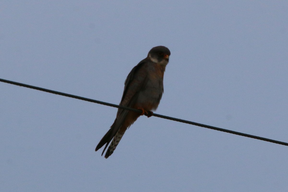 Red-footed Falcon - ML618908071
