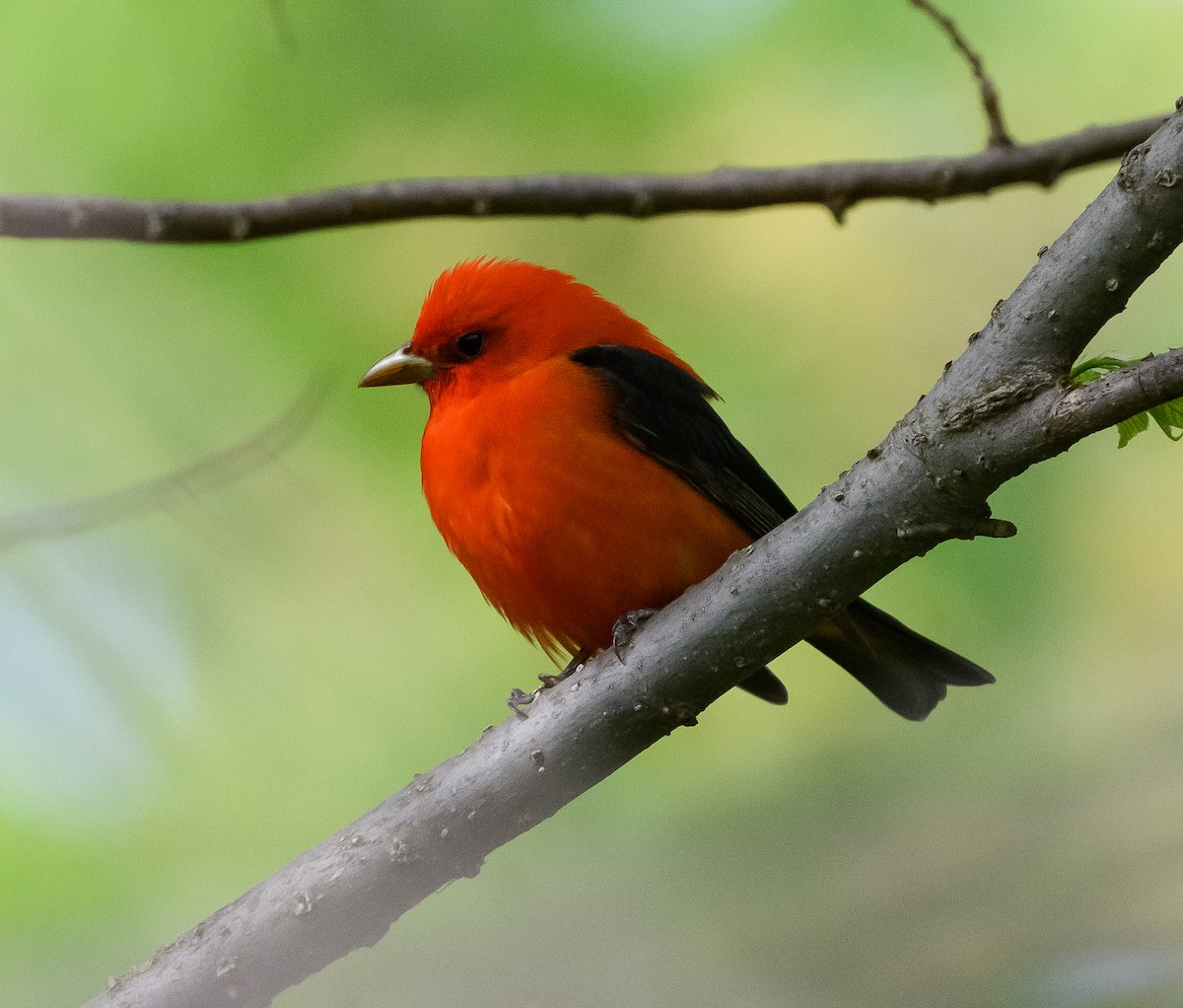 Scarlet Tanager - ML618908093