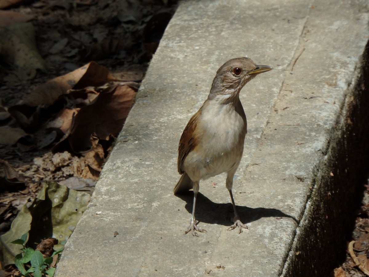Pale-breasted Thrush - ML618908130