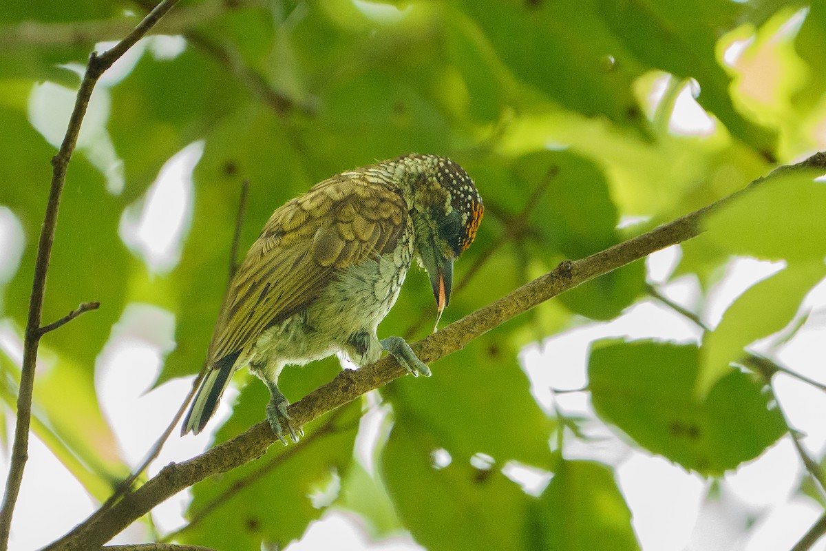 Scaled Piculet - ML618908146