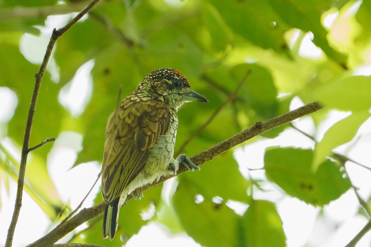 Scaled Piculet - ML618908148