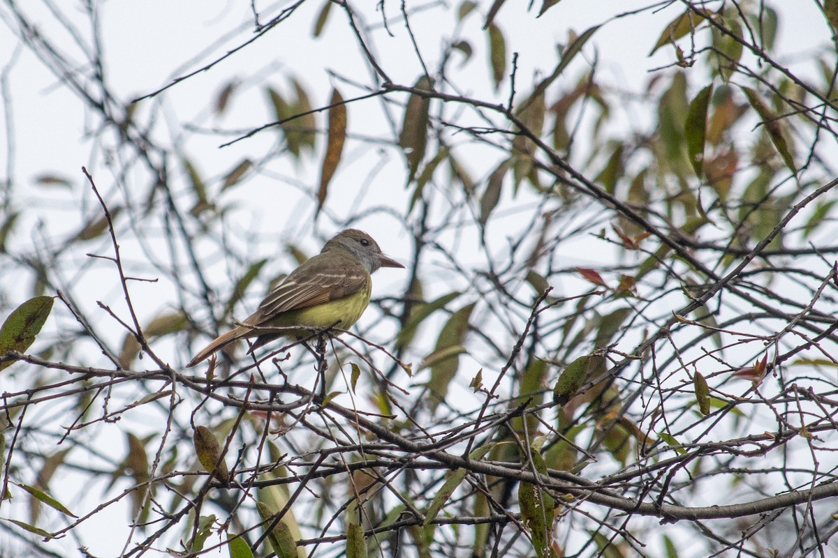 Great Crested Flycatcher - ML618908226