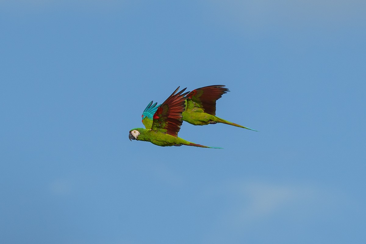 Chestnut-fronted Macaw - ML618908247