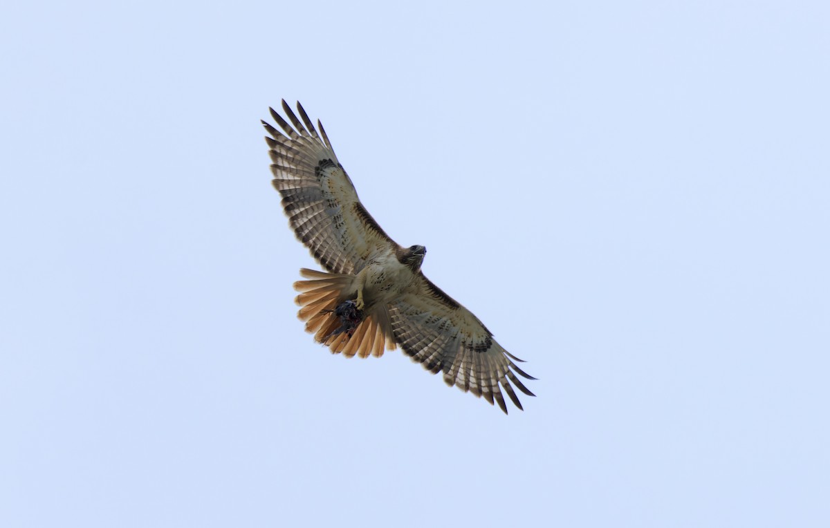Red-tailed Hawk - Ben Rippley