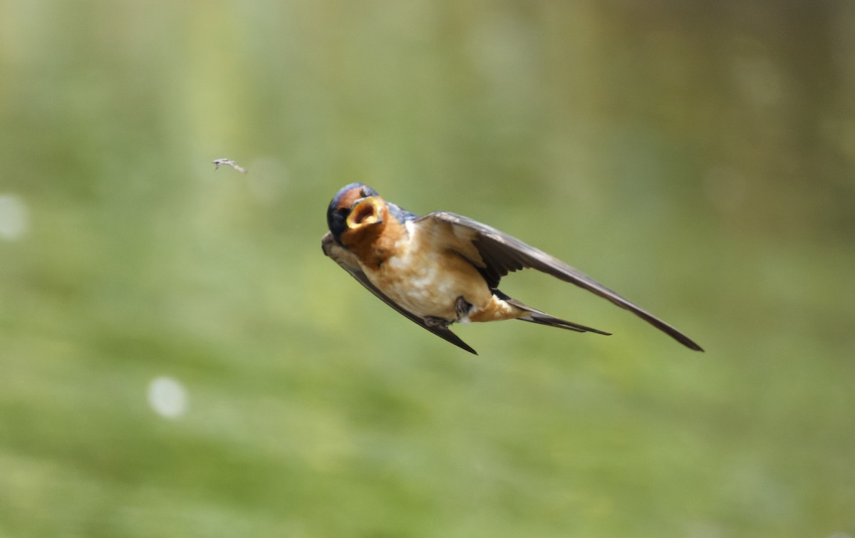 Barn Swallow - Ben Rippley