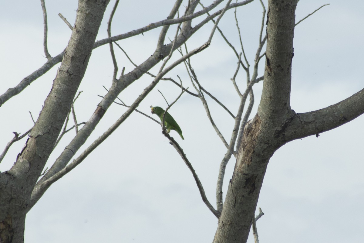 Yellow-crowned Parrot - ML618908272