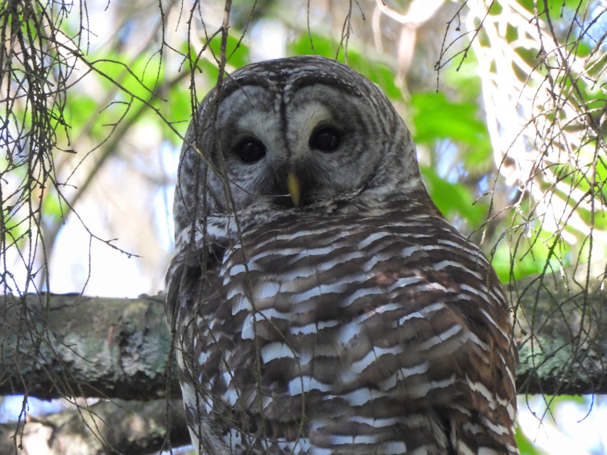 Barred Owl - ML618908284