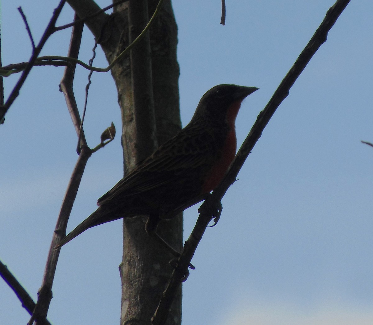 Red-breasted Meadowlark - ML618908348