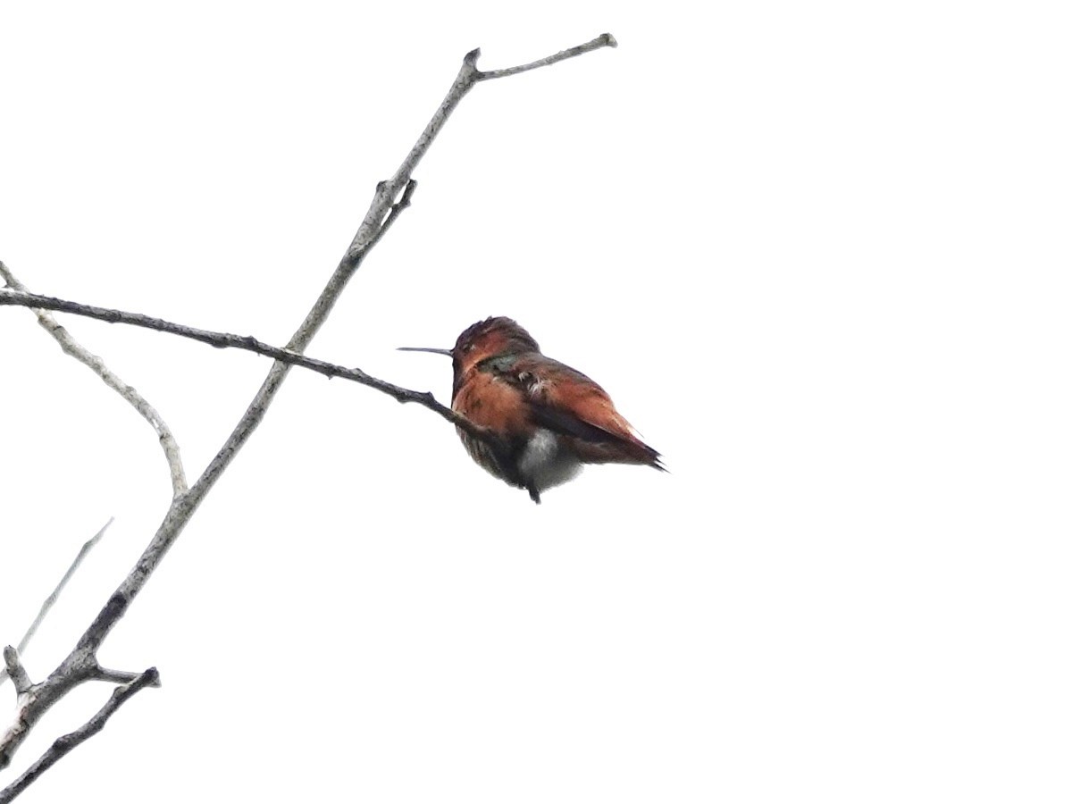 Allen's Hummingbird - ML618908353