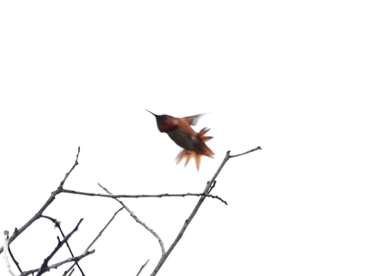 Allen's Hummingbird - Norman Uyeda