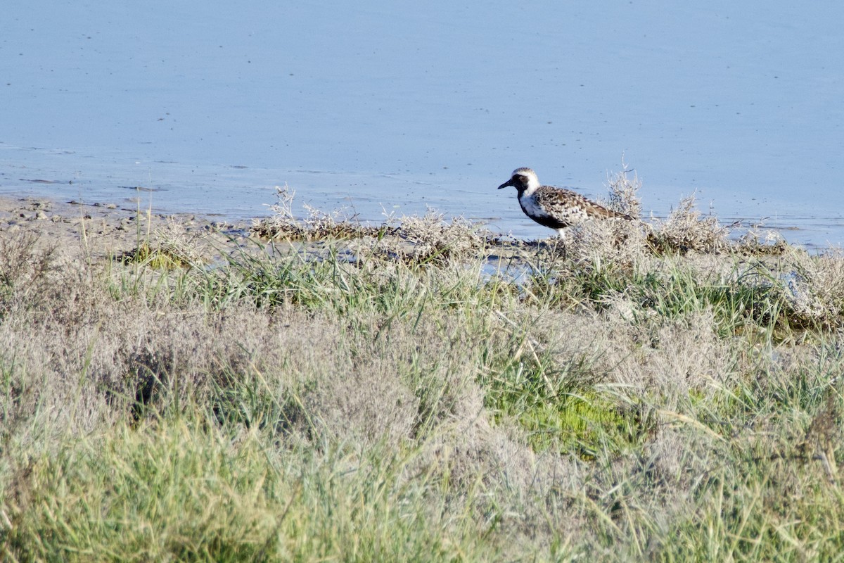 Black-bellied Plover - A Branch