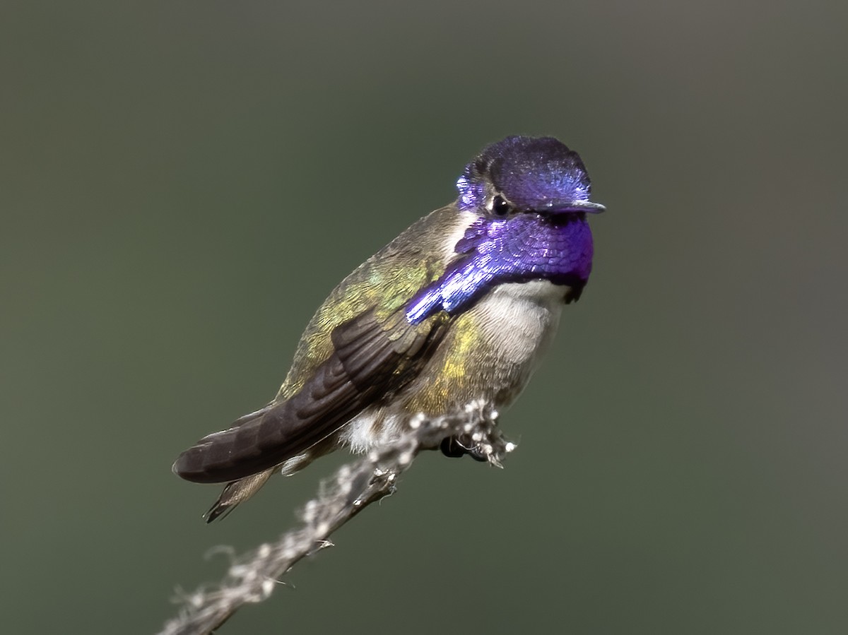 Costa's Hummingbird - ML618908361