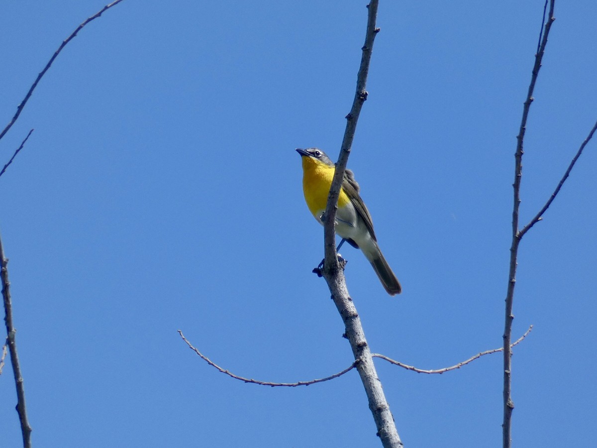 Yellow-breasted Chat - ML618908414