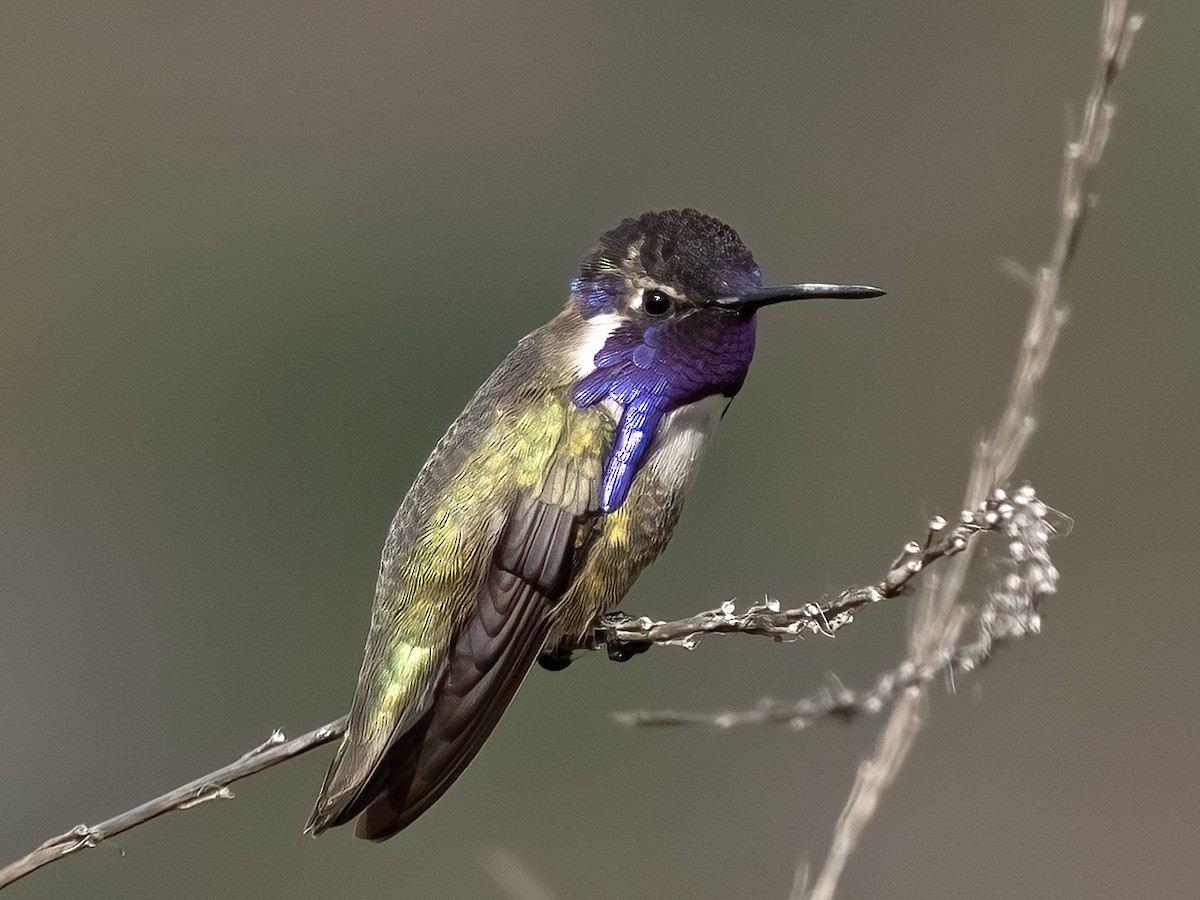 Costa's Hummingbird - ML618908468