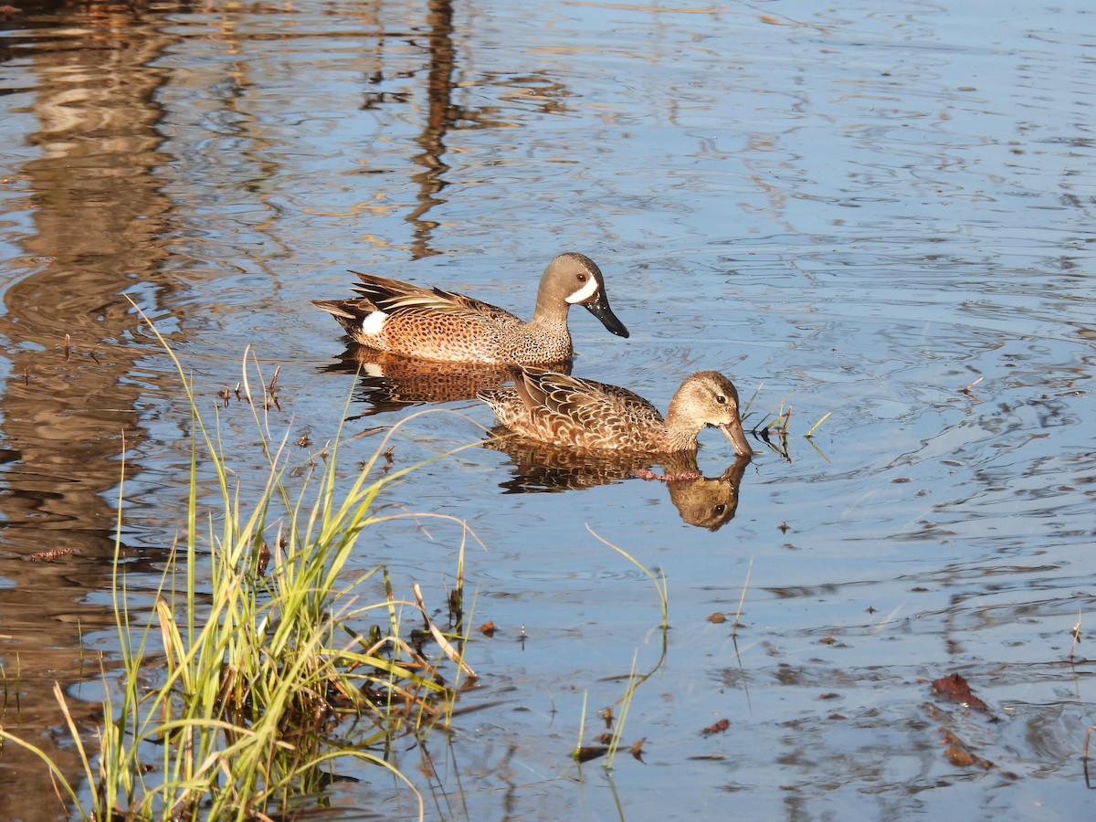 Blue-winged Teal - ML618908475