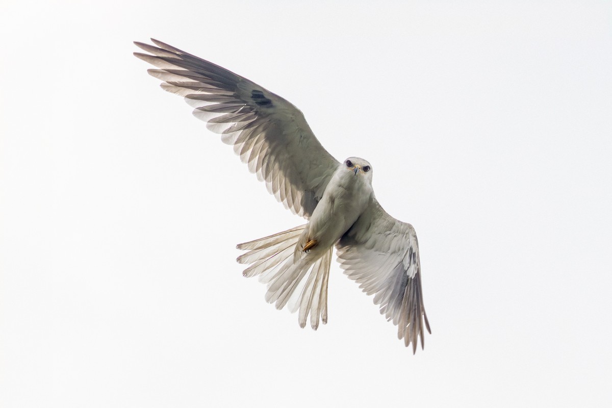 White-tailed Kite - ML618908491
