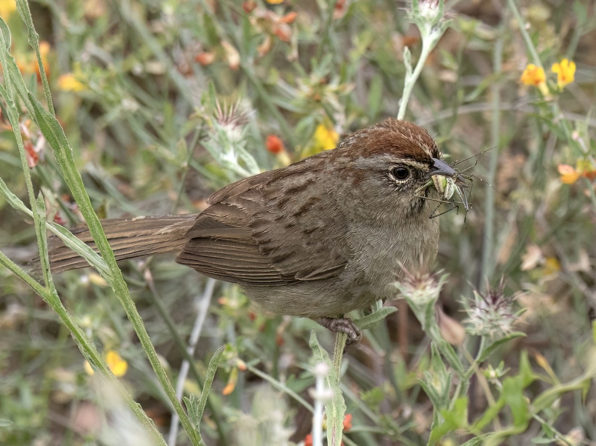 Rufous-crowned Sparrow - ML618908496