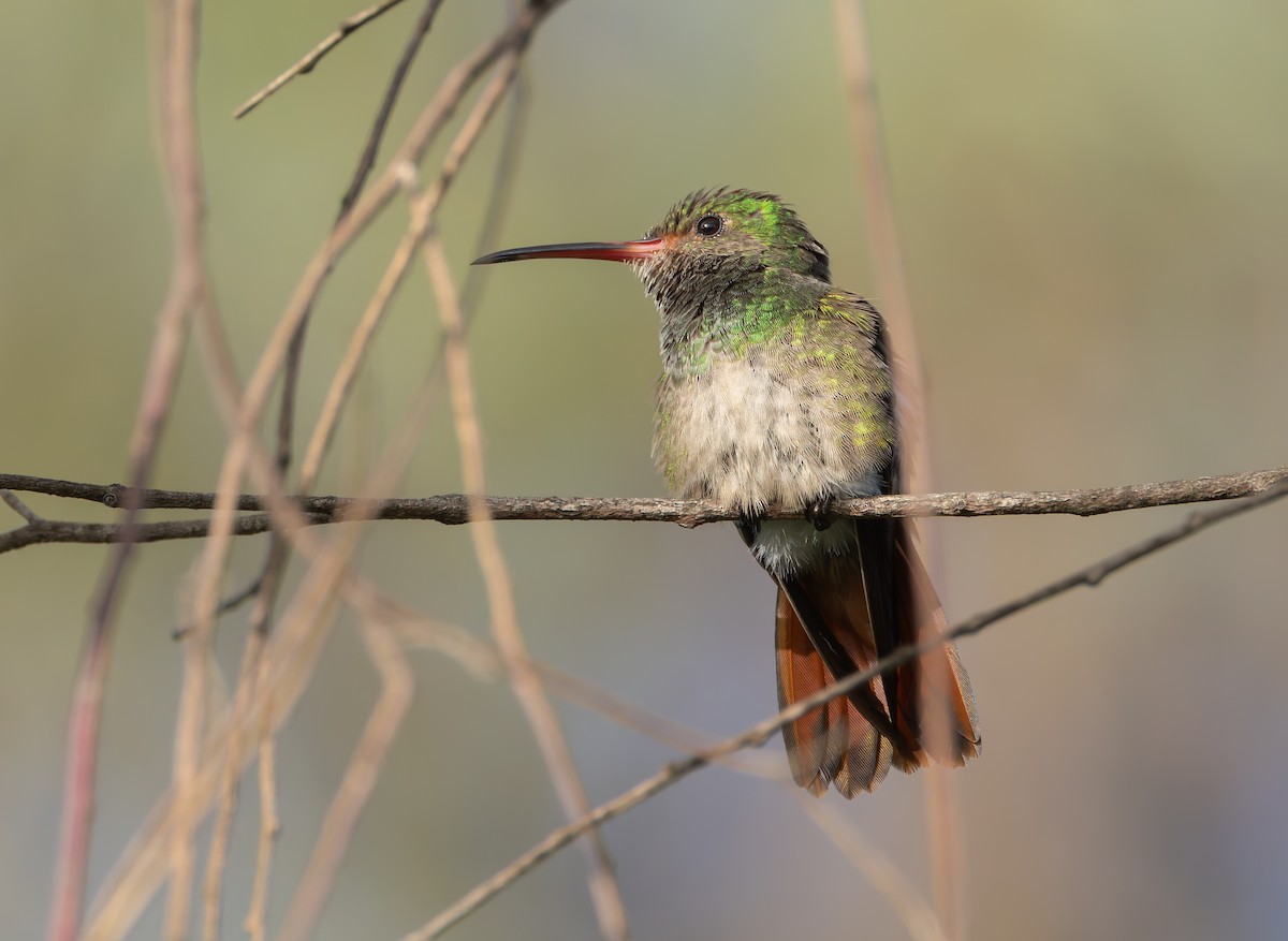 Rufous-tailed Hummingbird - Joe Aliperti
