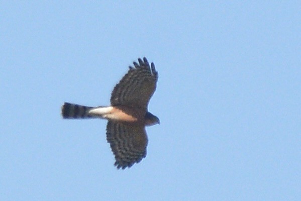 Rufous-breasted Sparrowhawk - ML618908507