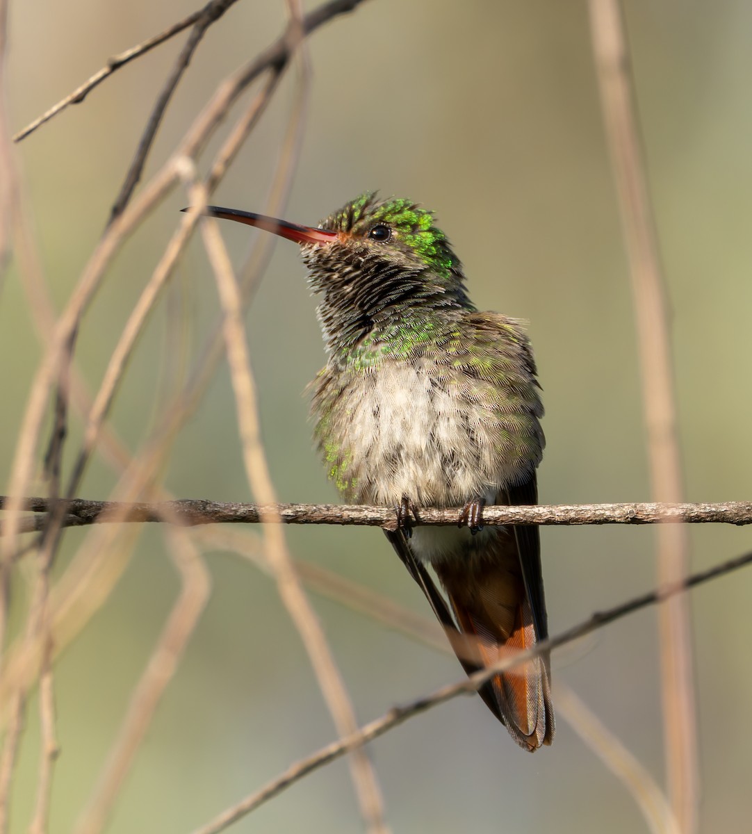 Rufous-tailed Hummingbird - Joe Aliperti