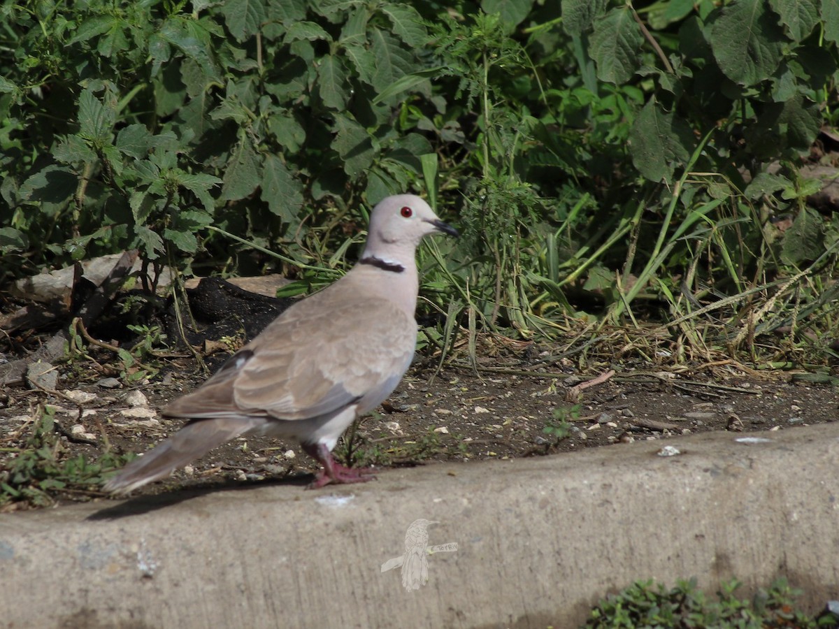 African Collared-Dove - ML618908548