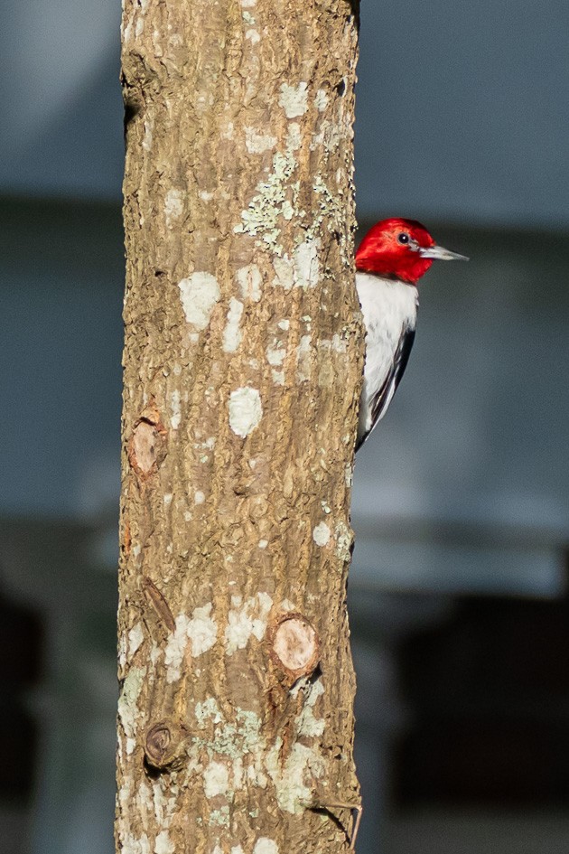 Red-headed Woodpecker - Olwen Jarvis