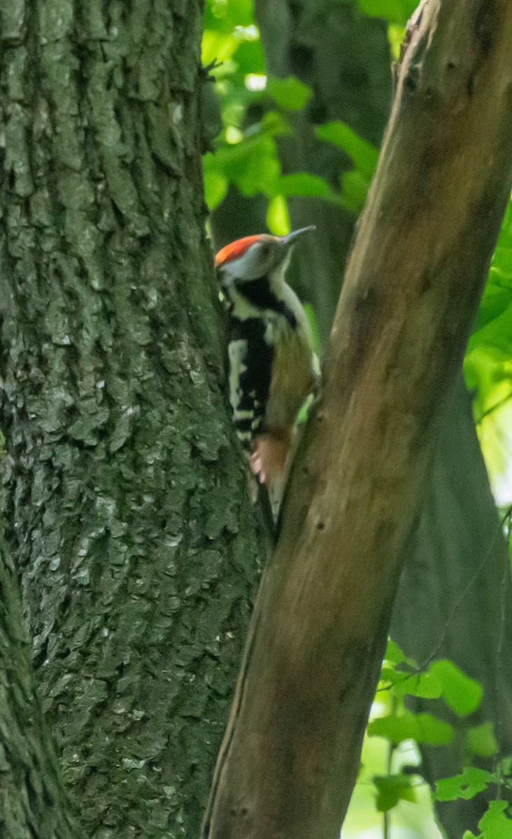 Middle Spotted Woodpecker - ML618908621