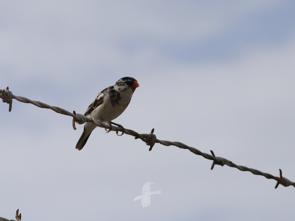 Pin-tailed Whydah - ML618908625
