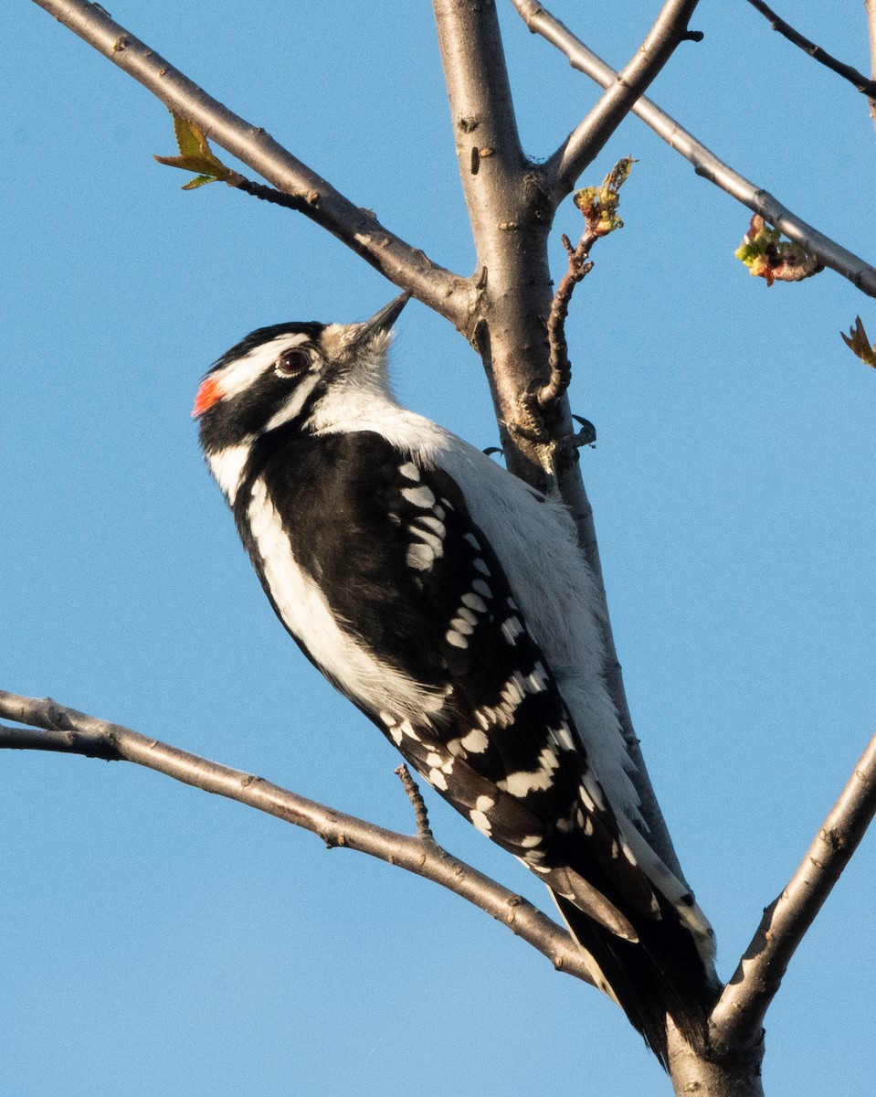 Downy Woodpecker - ML618908636