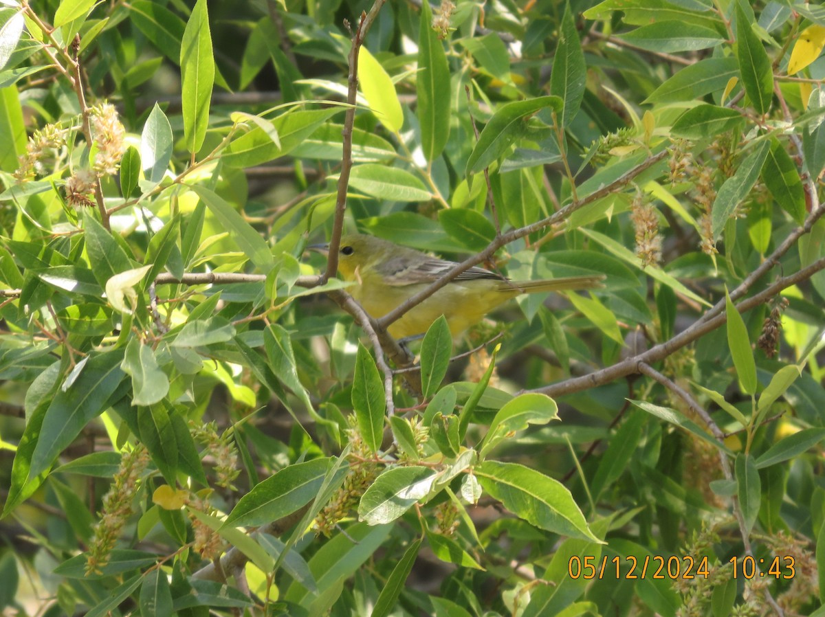 Orchard Oriole - ML618908679