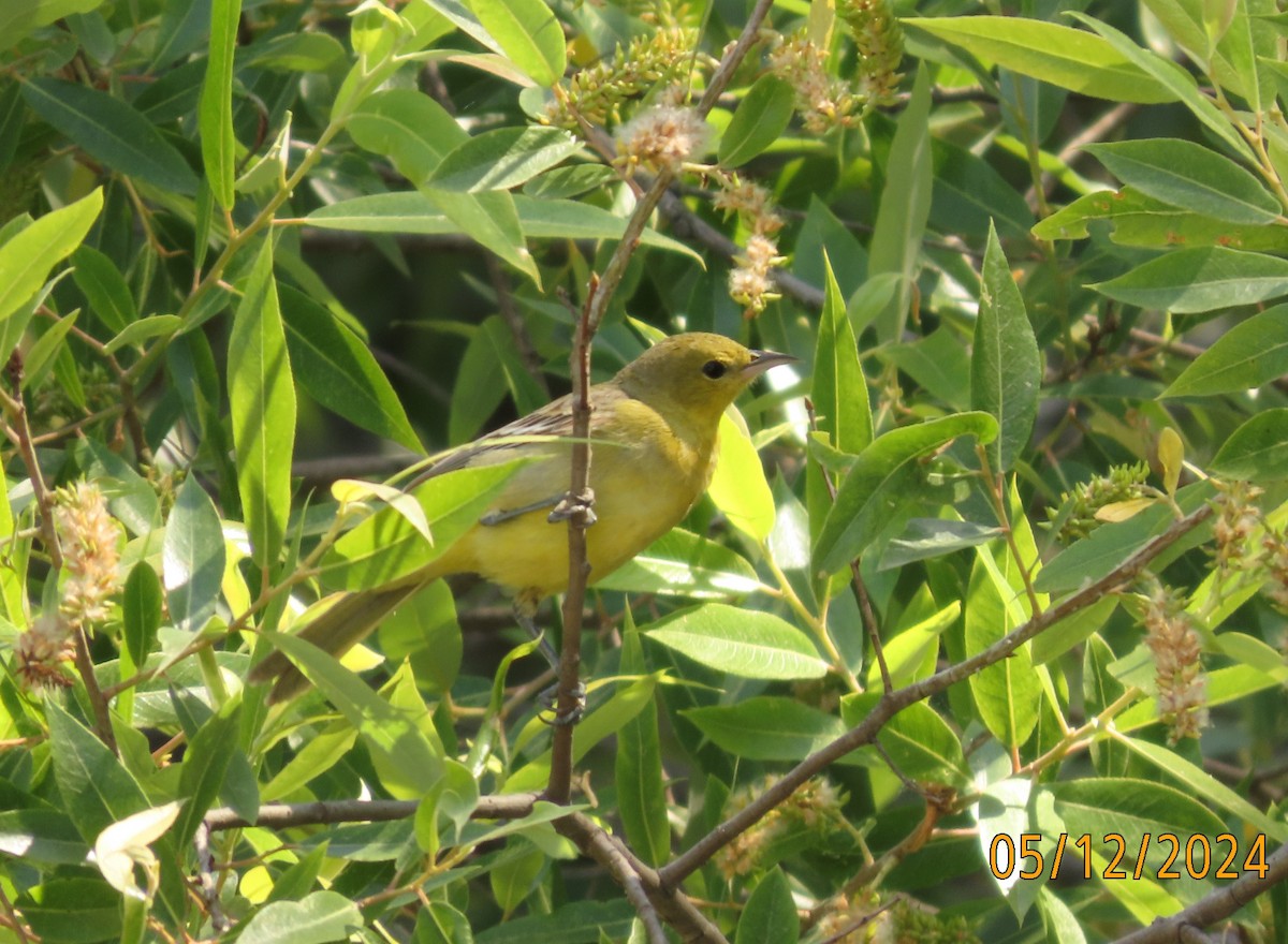 Orchard Oriole - ML618908687