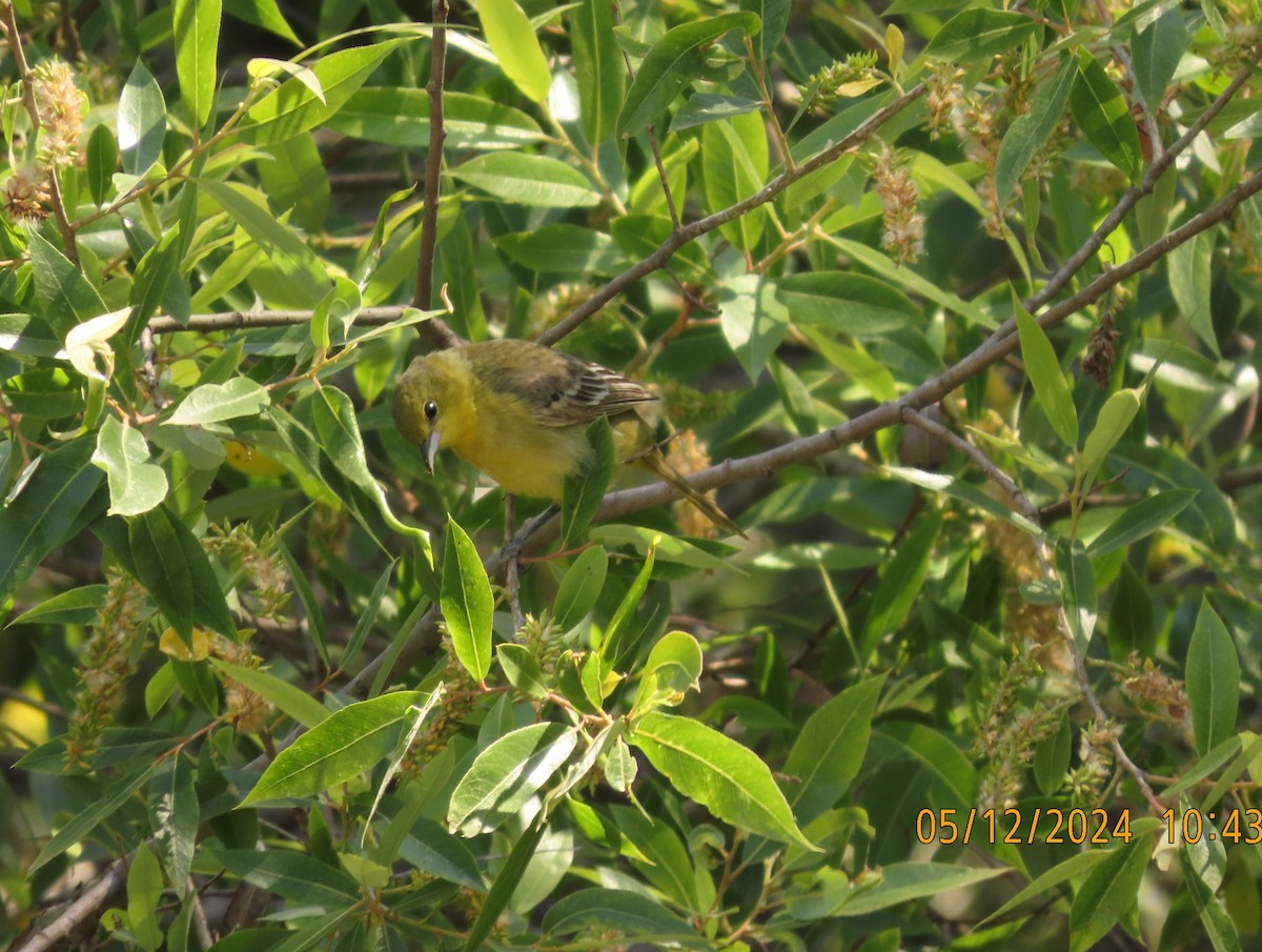 Orchard Oriole - ML618908697
