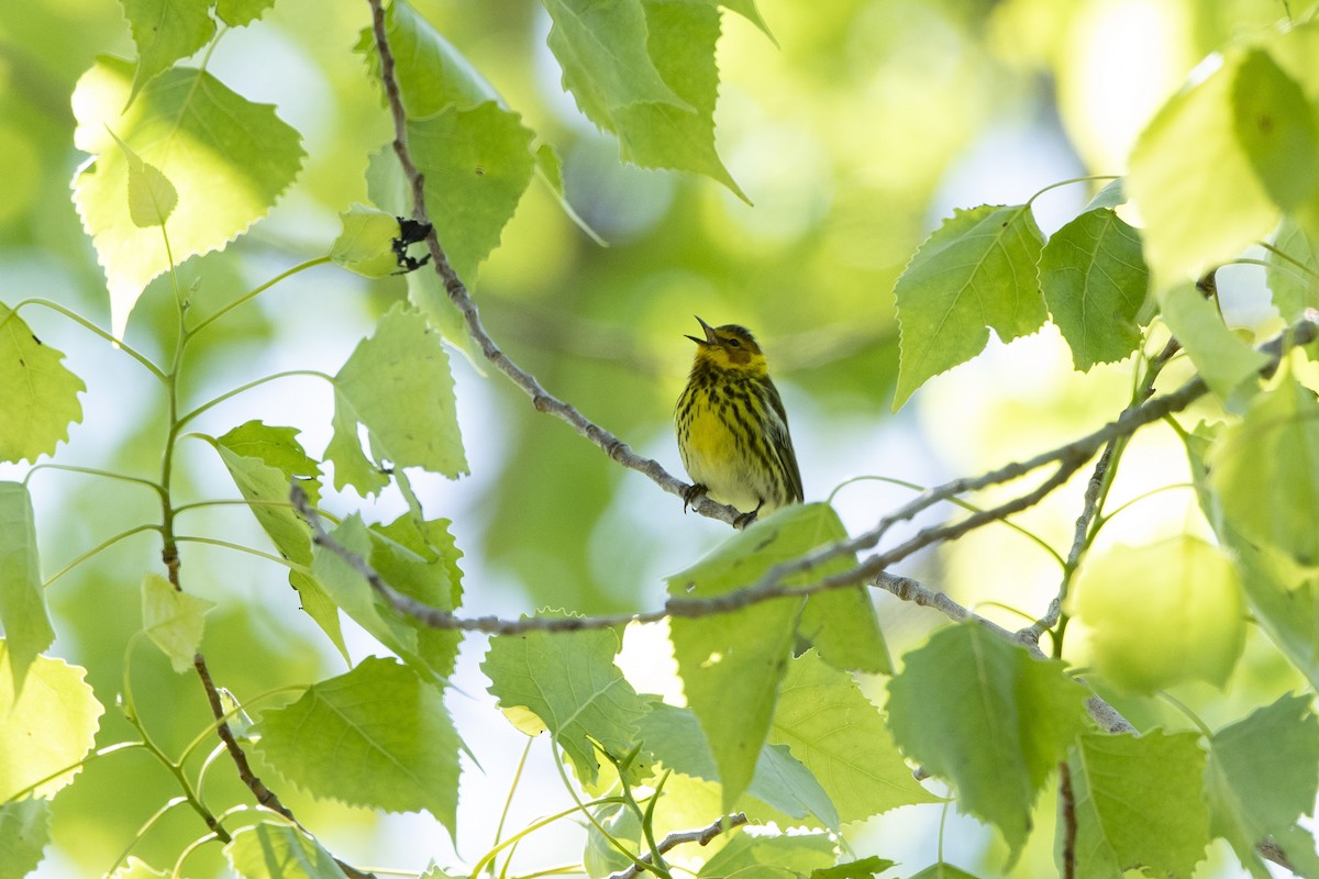 Cape May Warbler - ML618908754