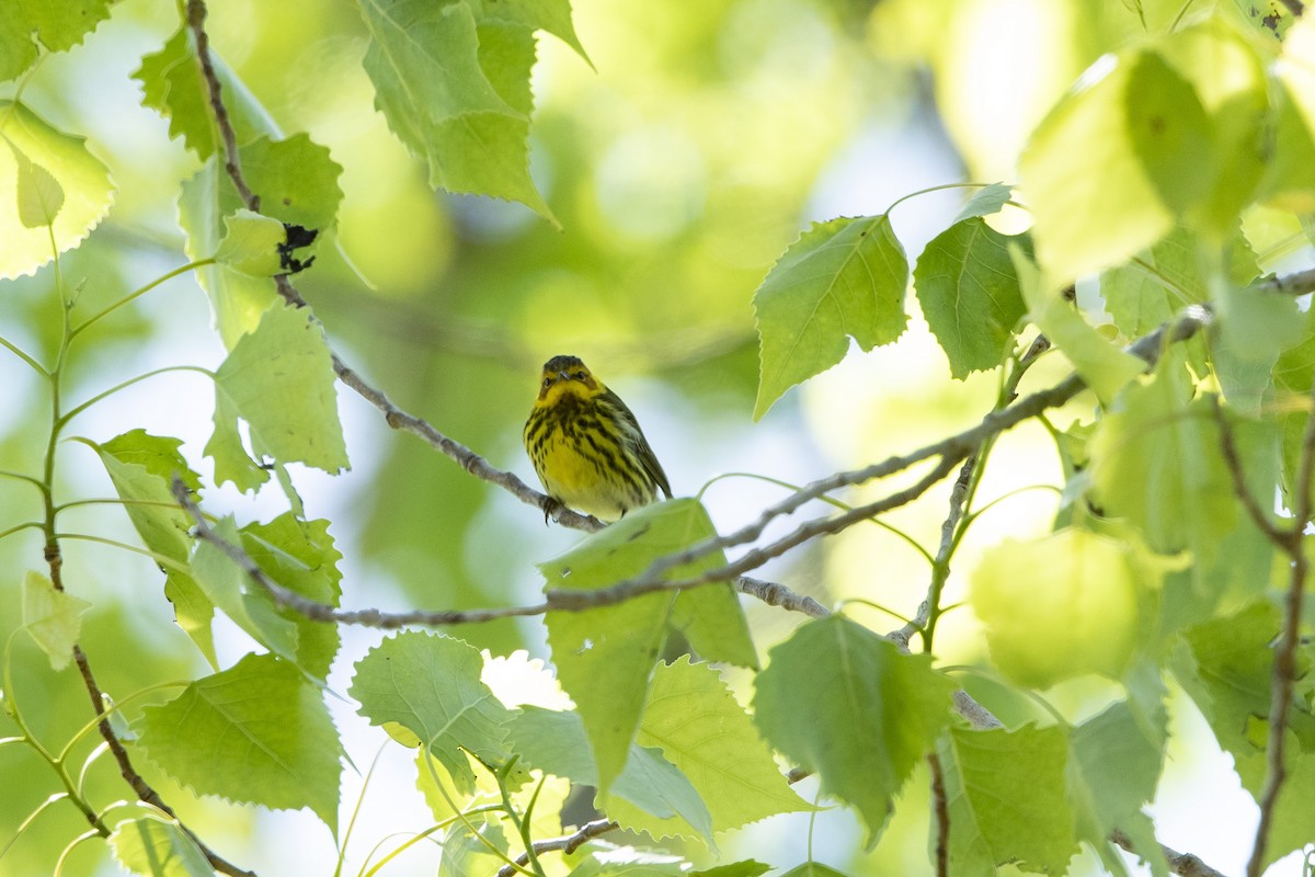 Cape May Warbler - ML618908755