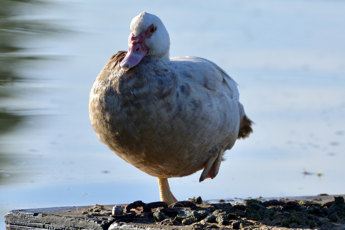 Muscovy Duck (Domestic type) - lise owens
