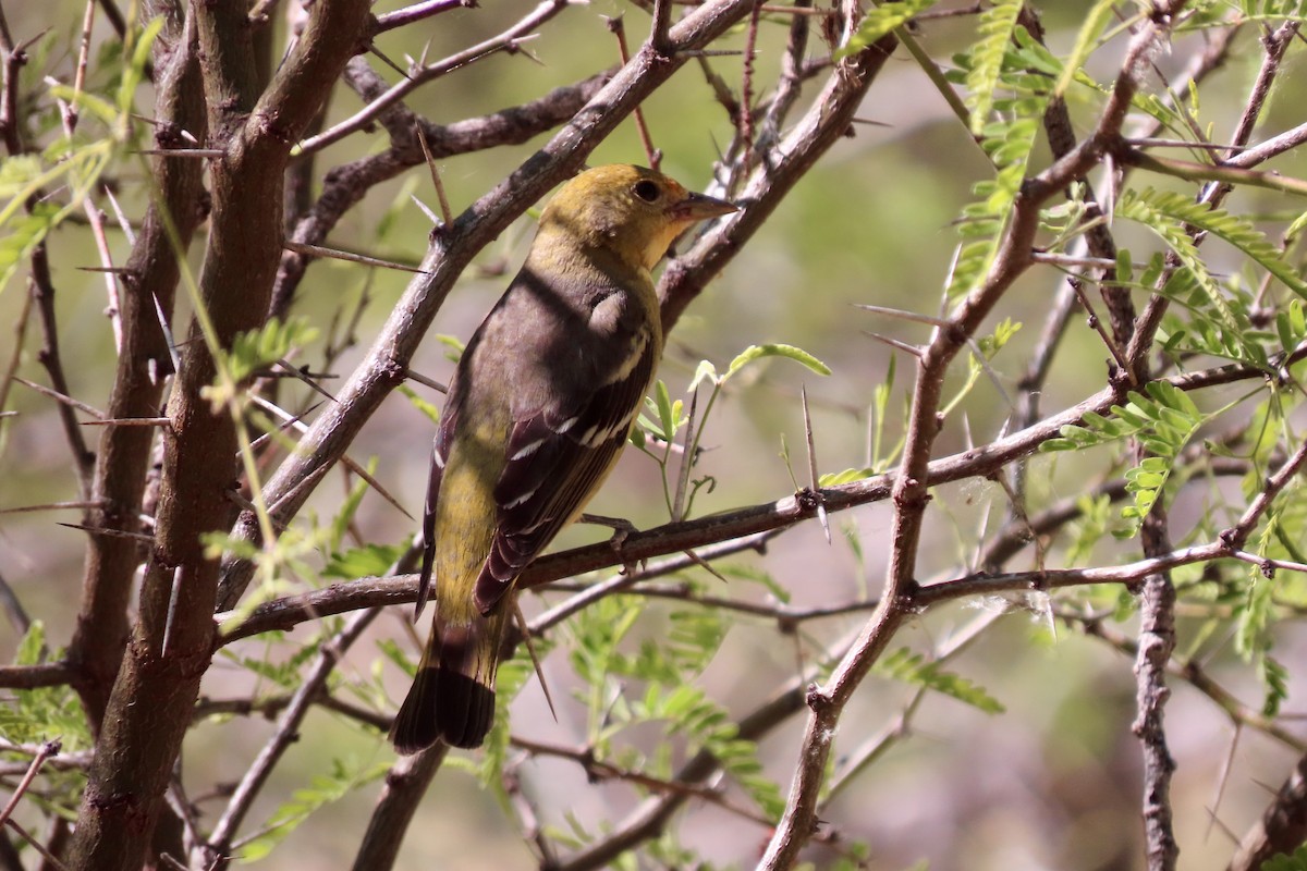 Western Tanager - ML618908798