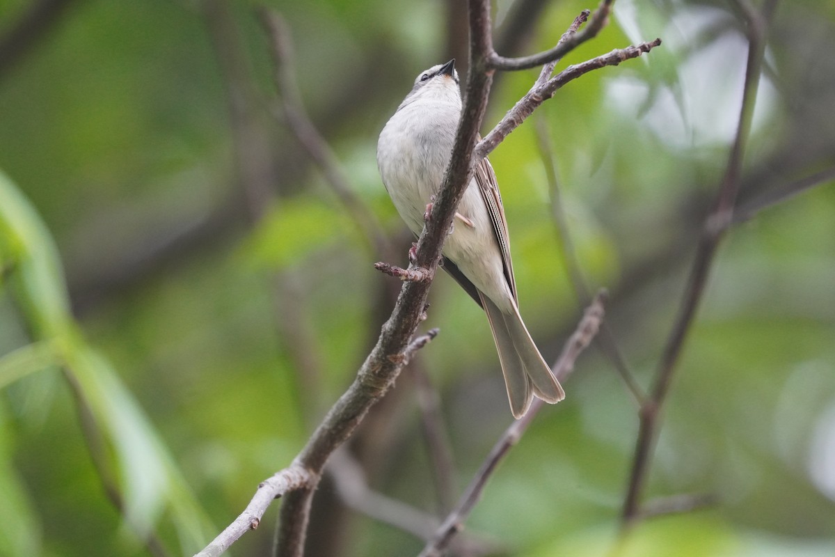 Chipping Sparrow - ML618908800