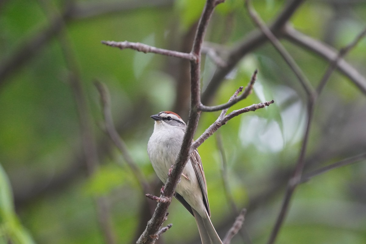 Chipping Sparrow - ML618908811