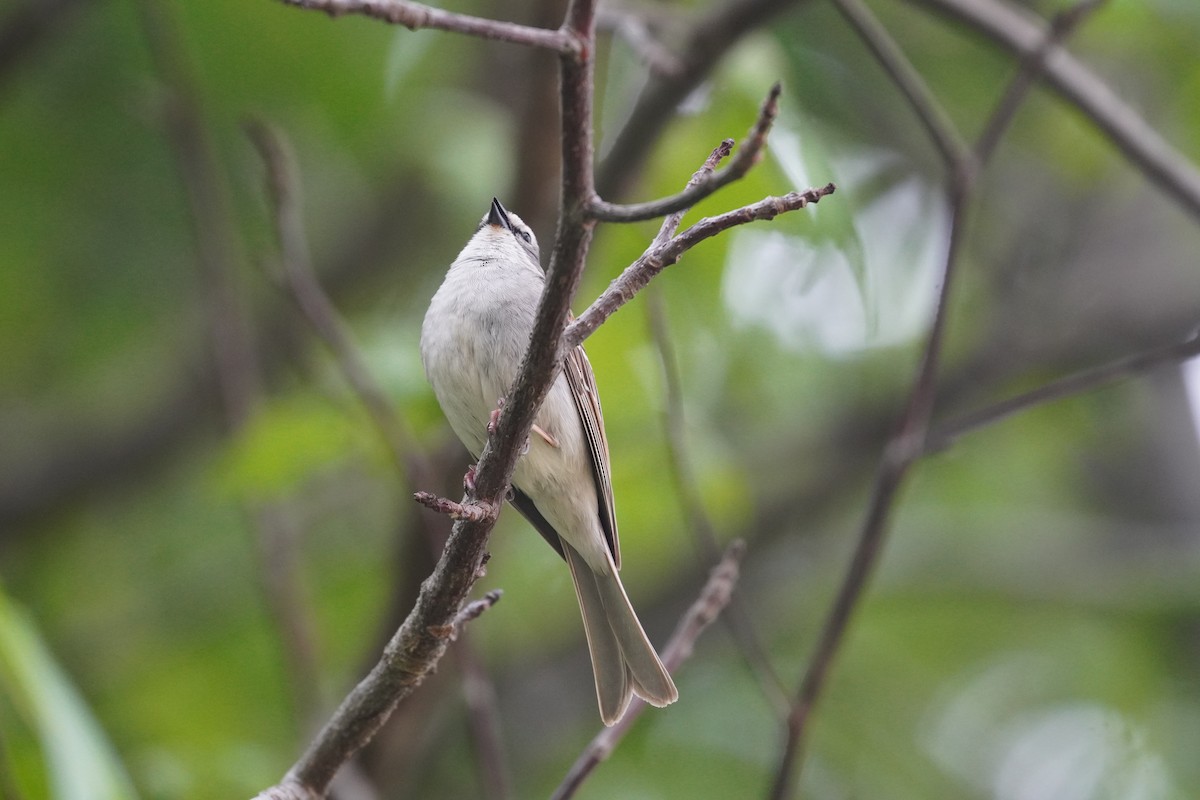 Chipping Sparrow - ML618908813