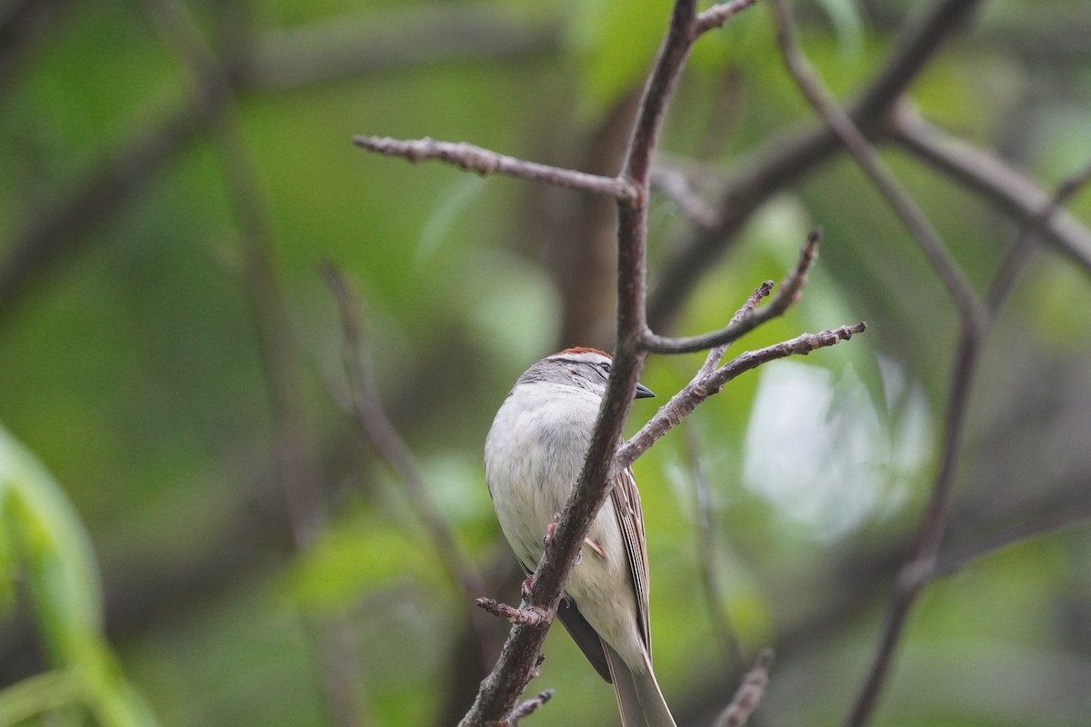 Chipping Sparrow - Braydon Leary