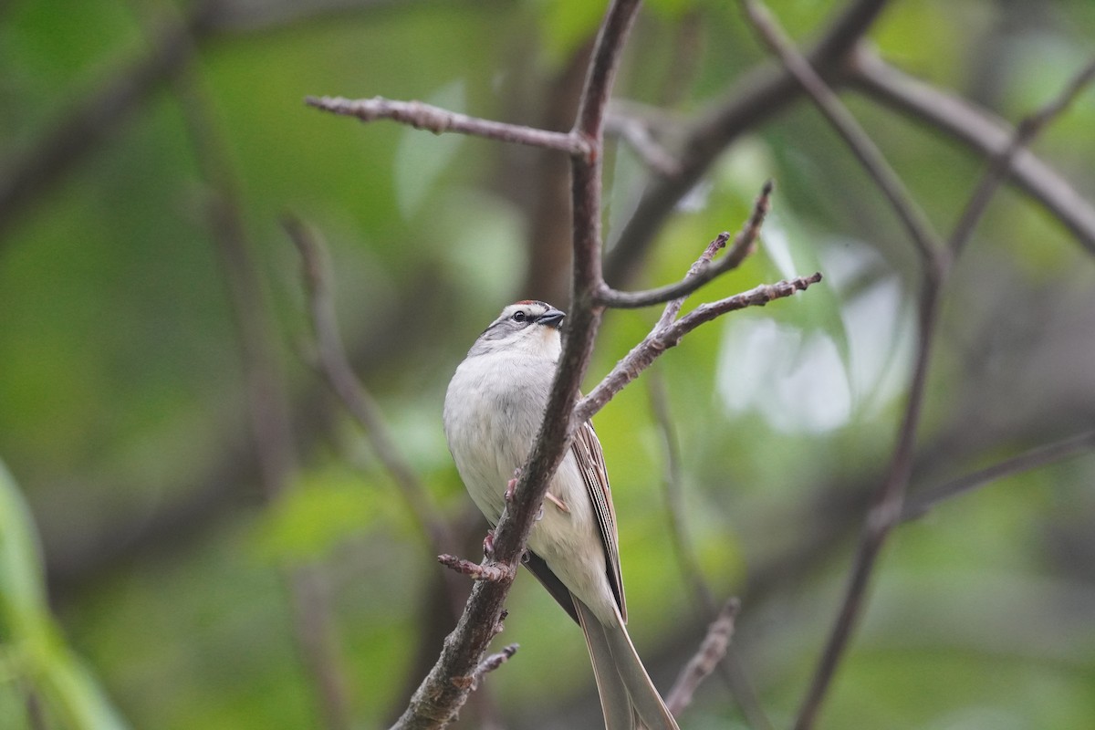 Chipping Sparrow - ML618908818