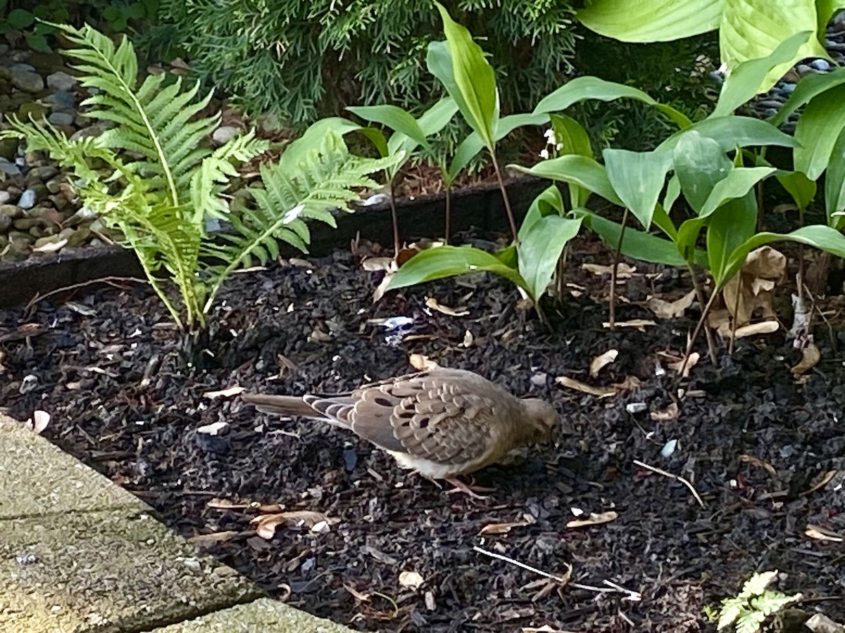Mourning Dove - Patty & Kevin 👀👂🏻🦆 McKelvey