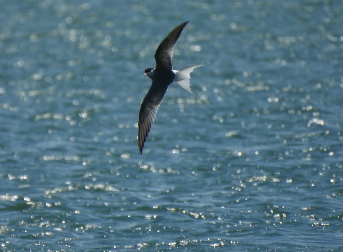 Common Tern - Mike Vlasatý