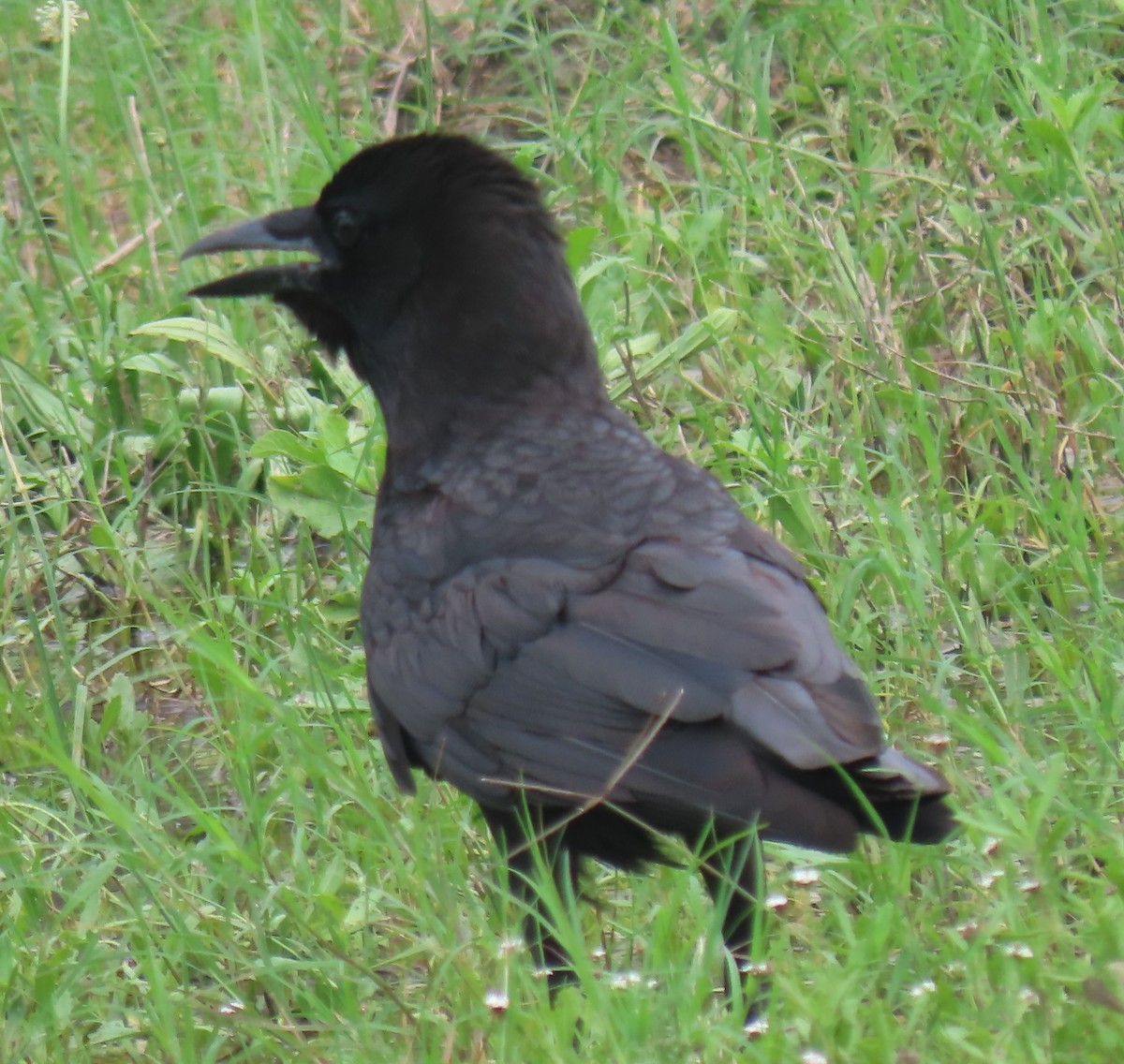 American Crow - ML618908868