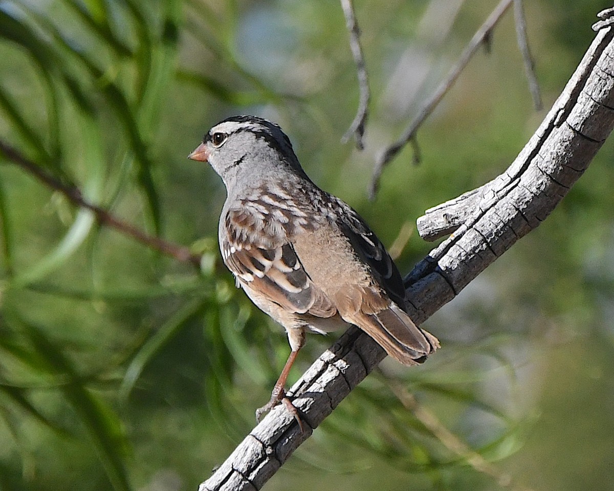 White-crowned Sparrow - Ted Wolff