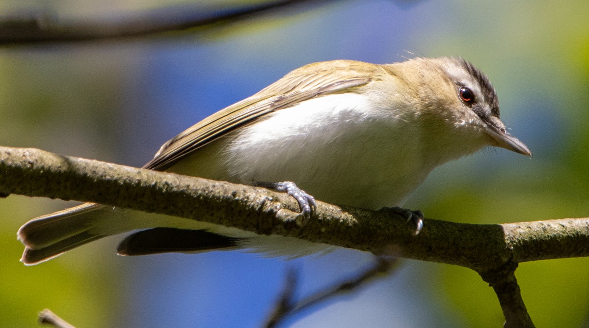 Red-eyed Vireo - Jenny Rogers