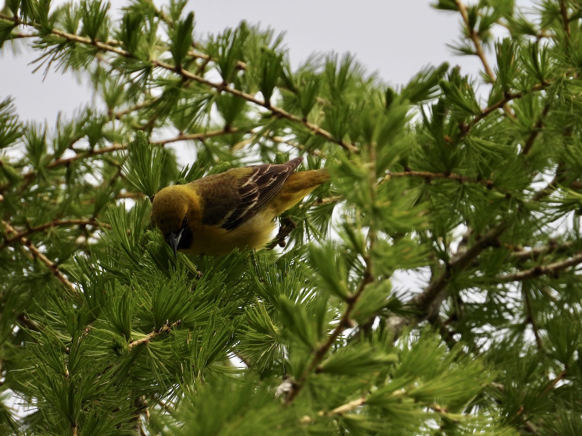 Orchard Oriole - ML618908927
